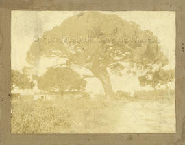 Quinta da Sardinha, Salvaterra de Magos: árvore.