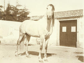 Vila Franca. Cavalo reprodutor &quot;Sapata&quot; da quinta das Areias de José Palha Blanco.
