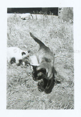 [Gatos]