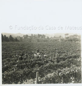 [Vindimas]