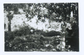 [Jardim]