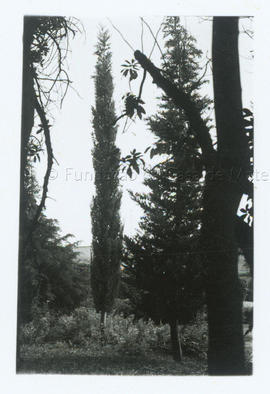 [Jardim]