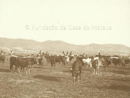 Vila Franca. Vacas Bravas &quot;Miuras&quot; da Quinta das Areias de José Palha Blanco.